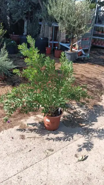 Callistemon Laevis