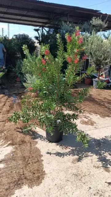 Callistemon Laevis