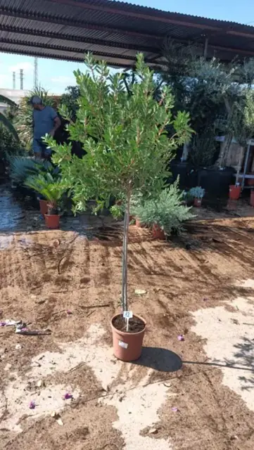 Callistemon Laevis sur tige