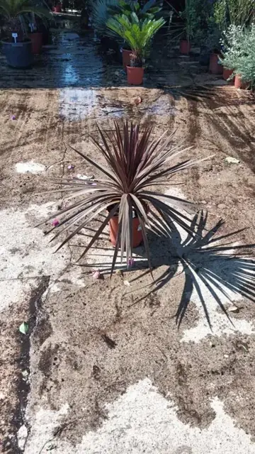 Cordyline Australis Red Star