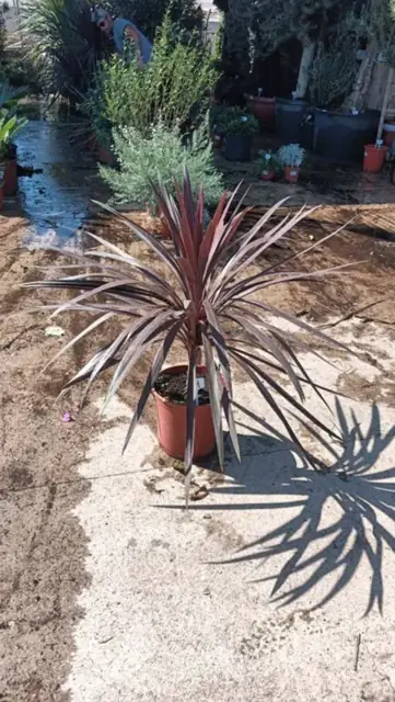 Cordyline Australis Red Star