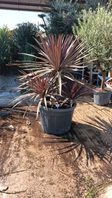 Cordyline Australis Red Star Multi-Troncs