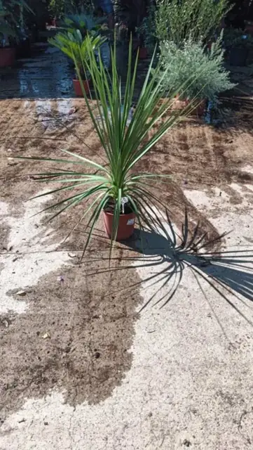 Cordyline Indivisa