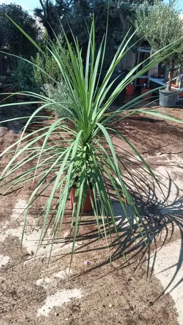 Cordyline Indivisa