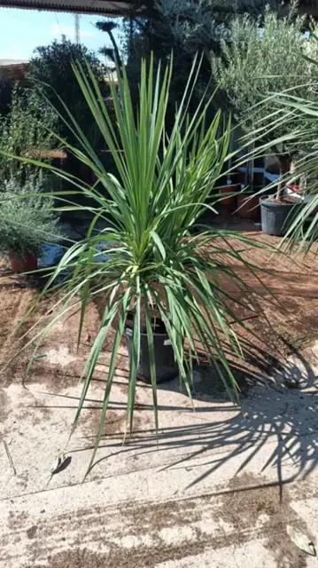 Cordyline Indivisa Multi-Troncs