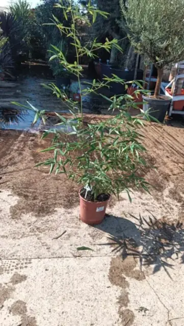Bambou Phyllostachys Aurea