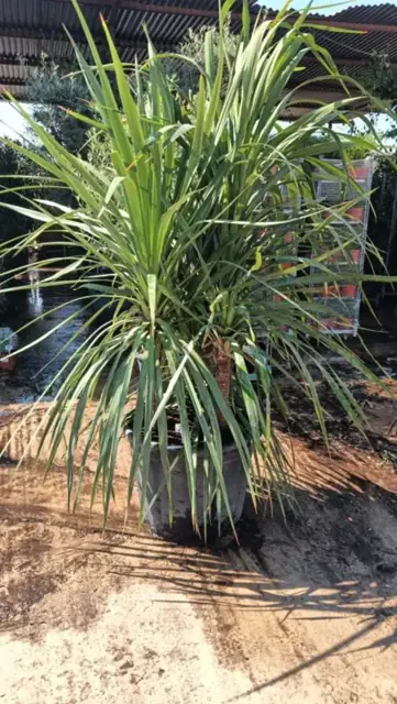 Cordyline Indivisa Multi-Troncs