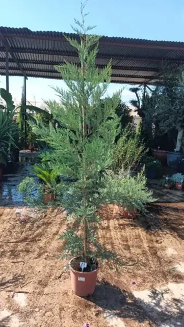 Cyprès de Leyland (Cupressus Leylandii)