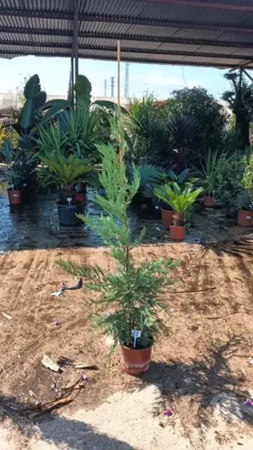 Cyprès de Leyland (Cupressus Leylandii) Hauteur 140-160 cm