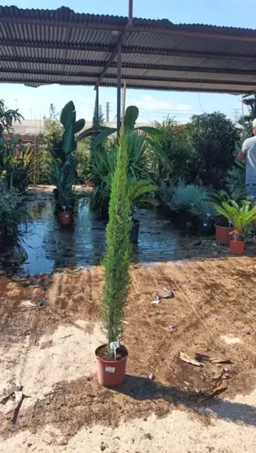 Cyprès toujours vert (Cupressus Sempervirens)