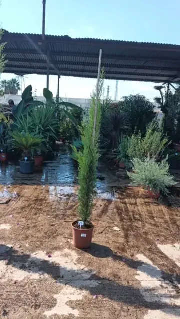 Cyprès toujours vert (Cupressus Sempervirens)