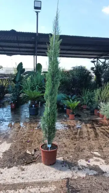 Cyprès toujours vert (Cupressus Sempervirens)