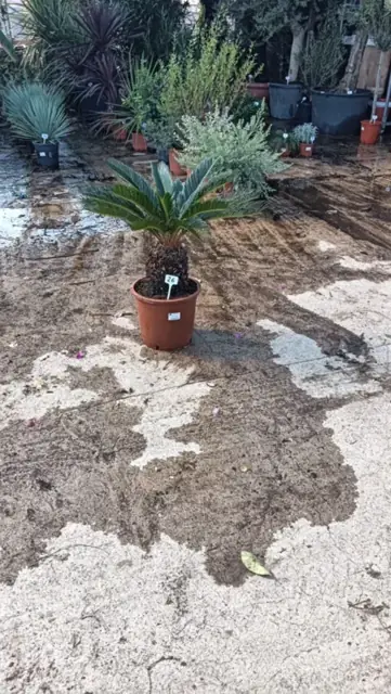 Cycas Revoluta Bulbe 20-30 cm