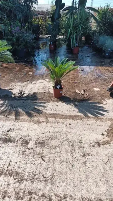 Cycas Revoluta Extra