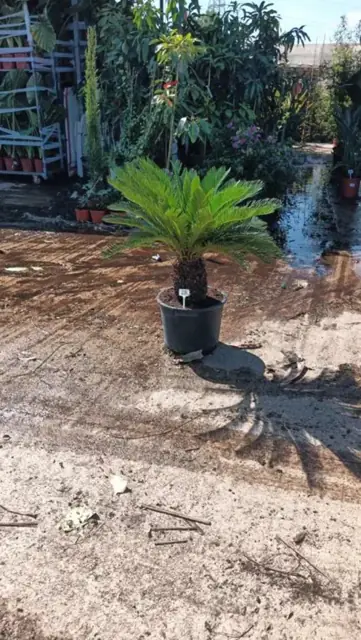 Cycas Revoluta Magnifique Bulbe de 30-40 cm