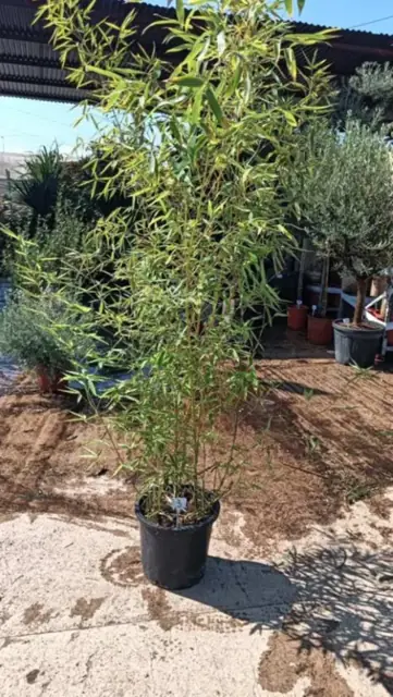 Bambou Phyllostachys Aurea