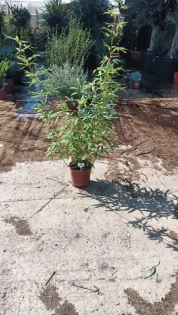 Bambou Phyllostachys Bissetii
