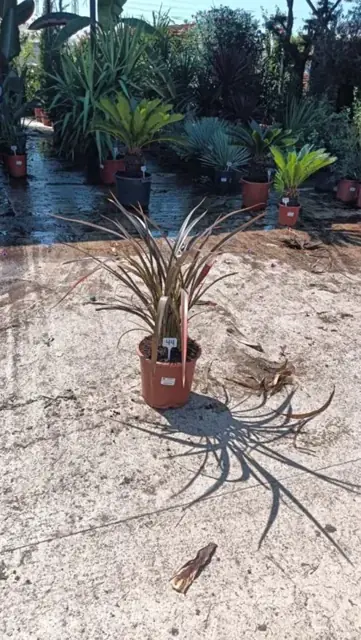 Phormium Tenax Bronze Baby