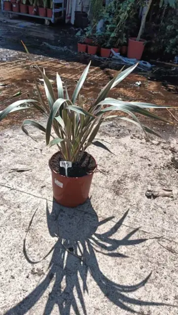 Phormium Tenax Pink