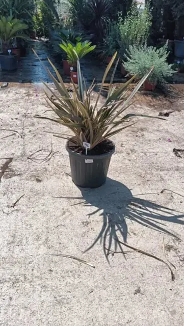 Phormium Tenax Pink