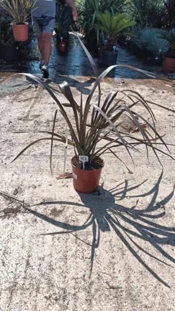 Phormium Tenax Pourpre