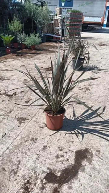 Phormium Tenax Pourpre