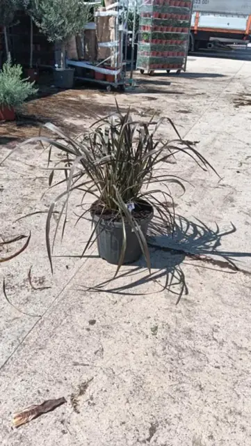 Phormium Tenax Pourpre