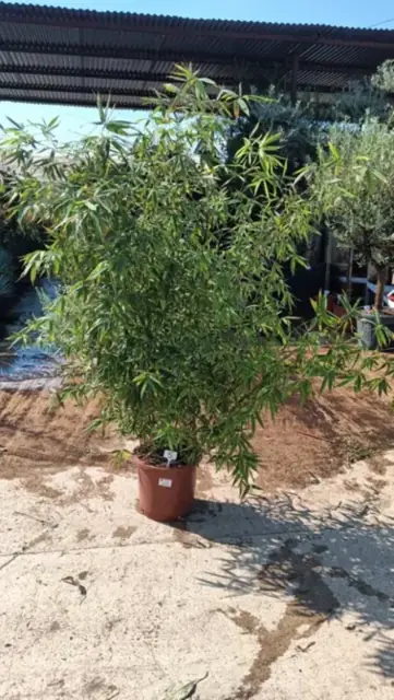 Bambou Phyllostachys Bissetii