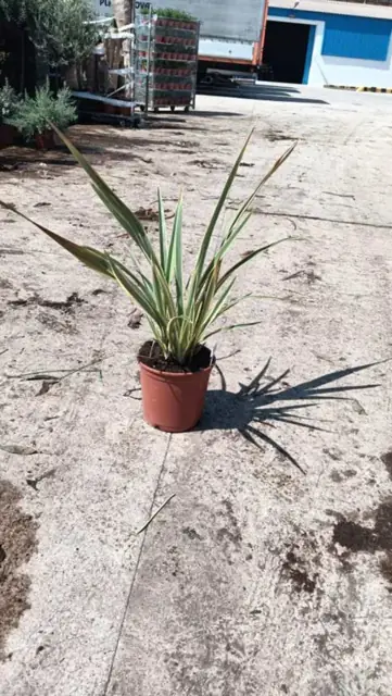 Phormium Tenax Panaché