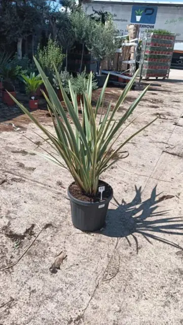 Phormium Tenax Panaché
