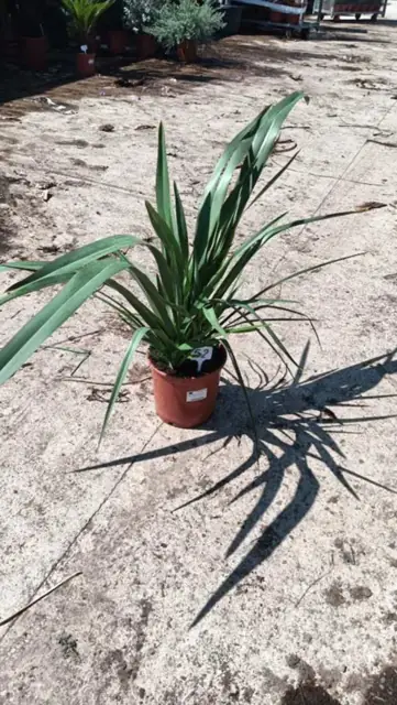 Phormium Tenax Vert