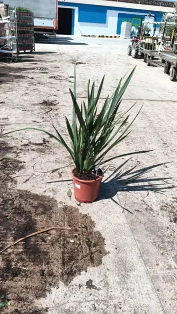 Phormium Tenax Vert