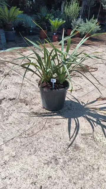 Phormium Tenax Vert