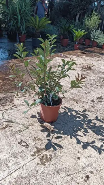 Photinia "Red Robin"
