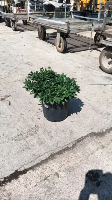 Pittosporum "Tobira Nana"