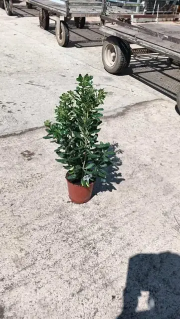 Pittosporum Tobira