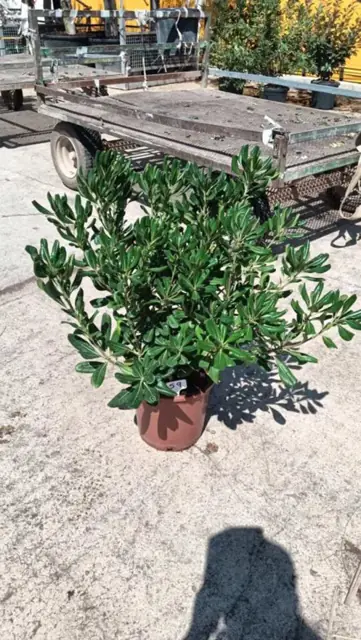 Pittosporum Tobira