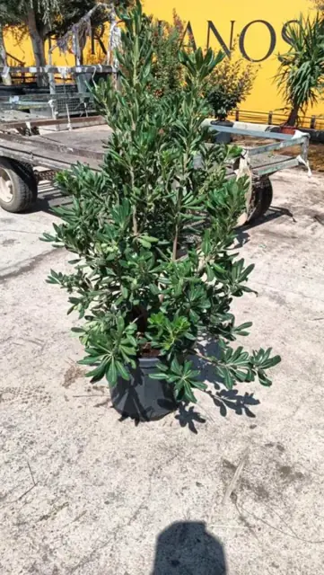 Pittosporum Tobira