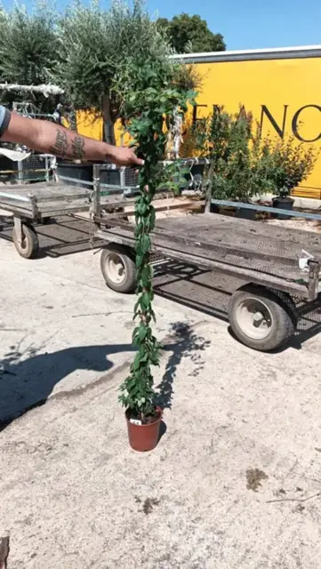 Plantes Grimpantes Mixte