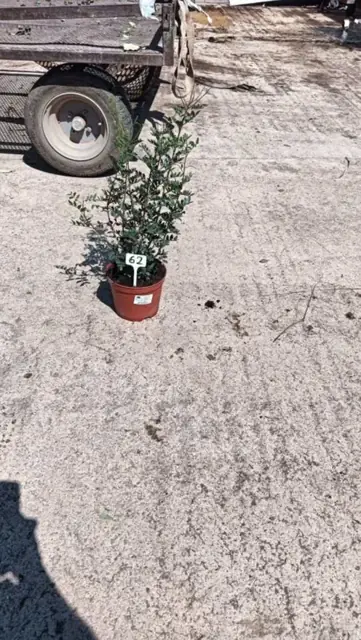 Plantes Spéciales Sécheresse