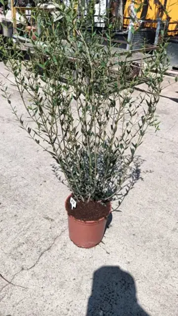Plantes Spéciales Sécheresse*