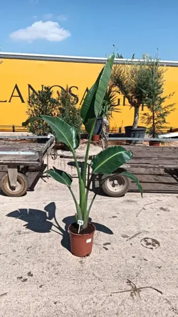 Strelitzia Augusta