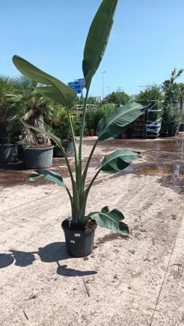 Strelitzia Augusta