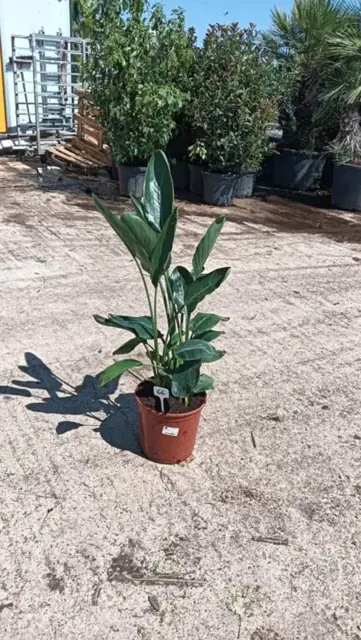 Strelitzia Regina