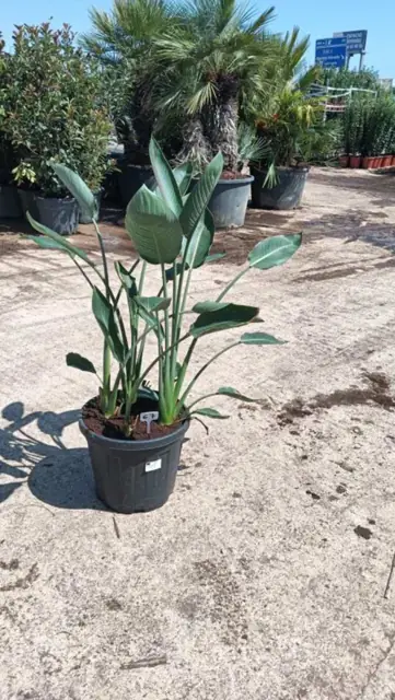 Strelitzia Regina