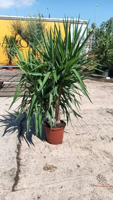 Yucca Elephantipes 3 Têtes