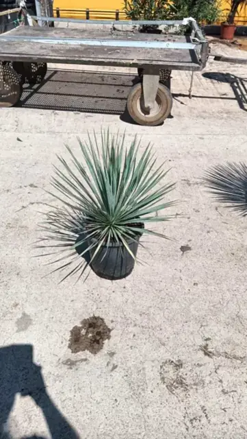Yucca Rostrata
