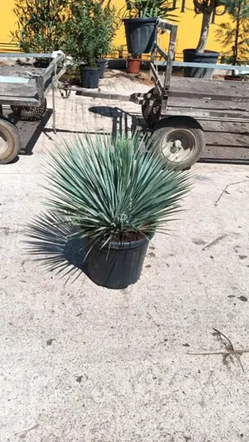 Yucca Rostrata