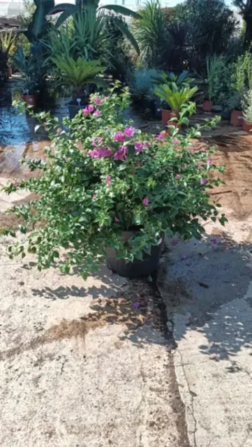 Bougainvillier Arbustif