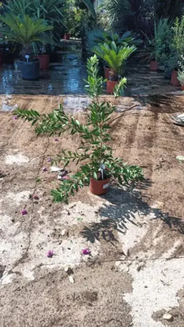 Callistemon Laevis